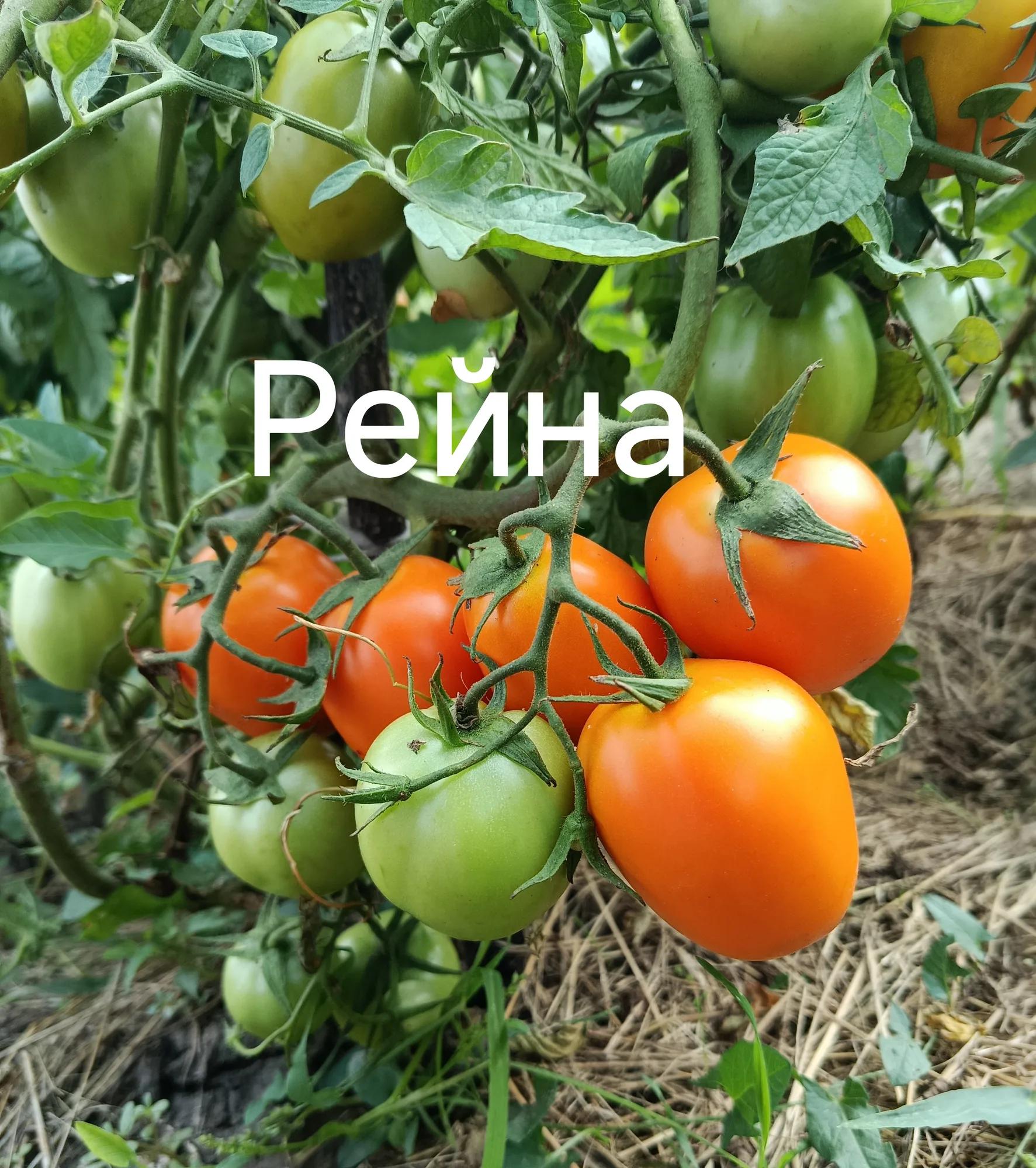 Мініатюра 2