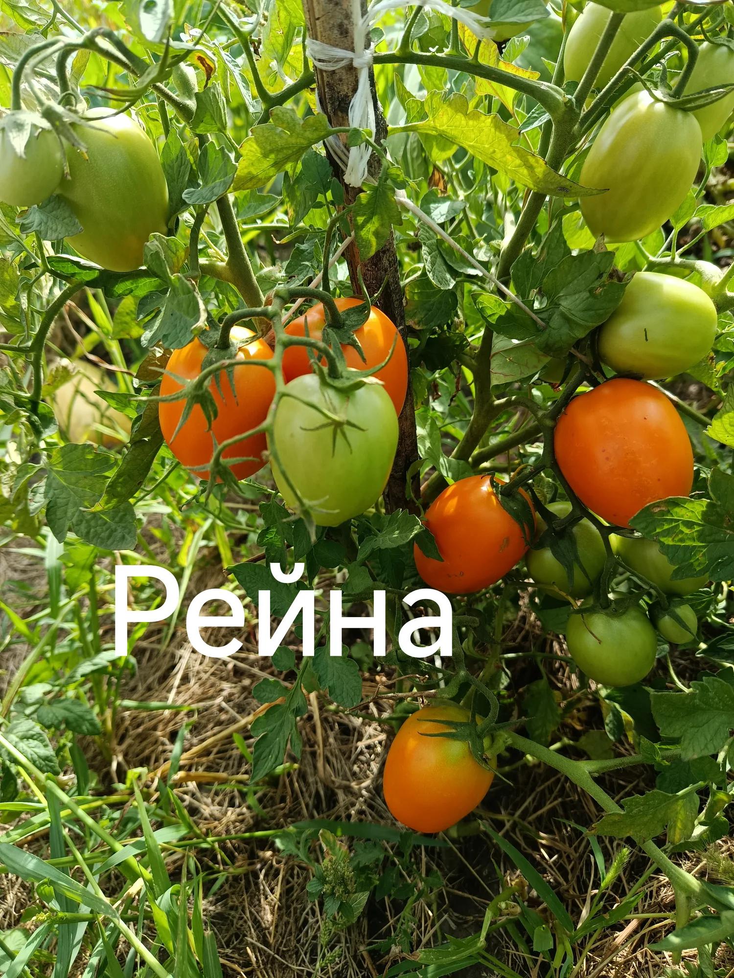 Мініатюра 3