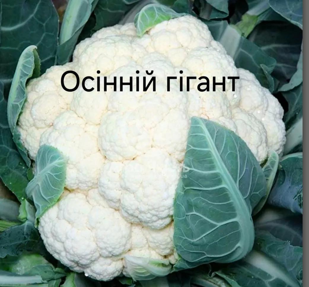 Осінній гігант