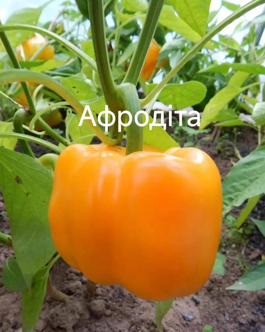 Афродіта