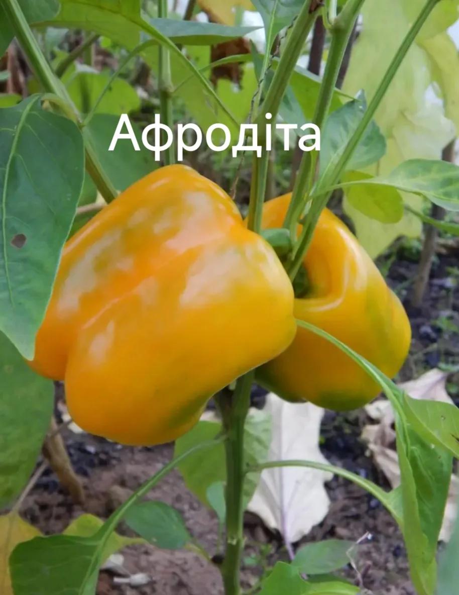 Мініатюра 2