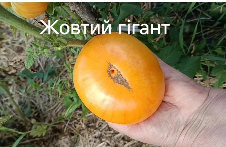 Мініатюра 4
