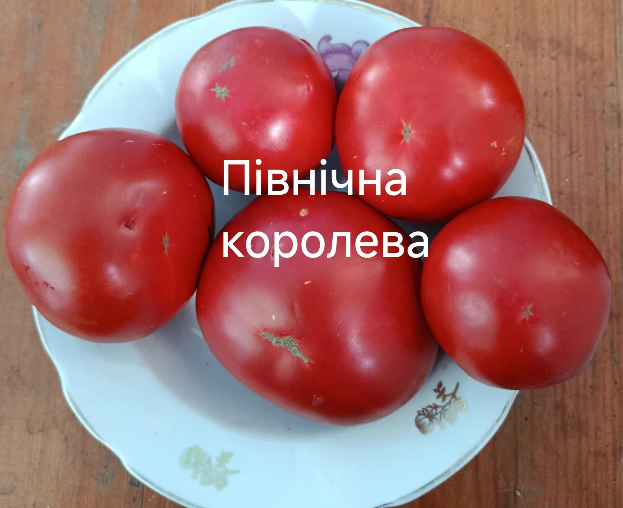 Північна королева