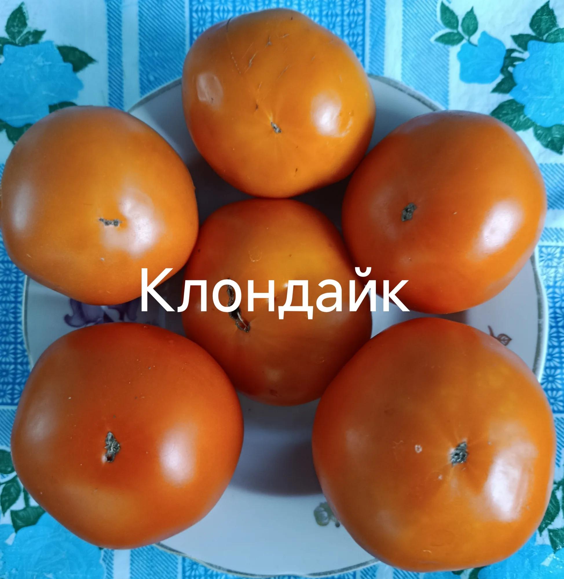 Клондайк