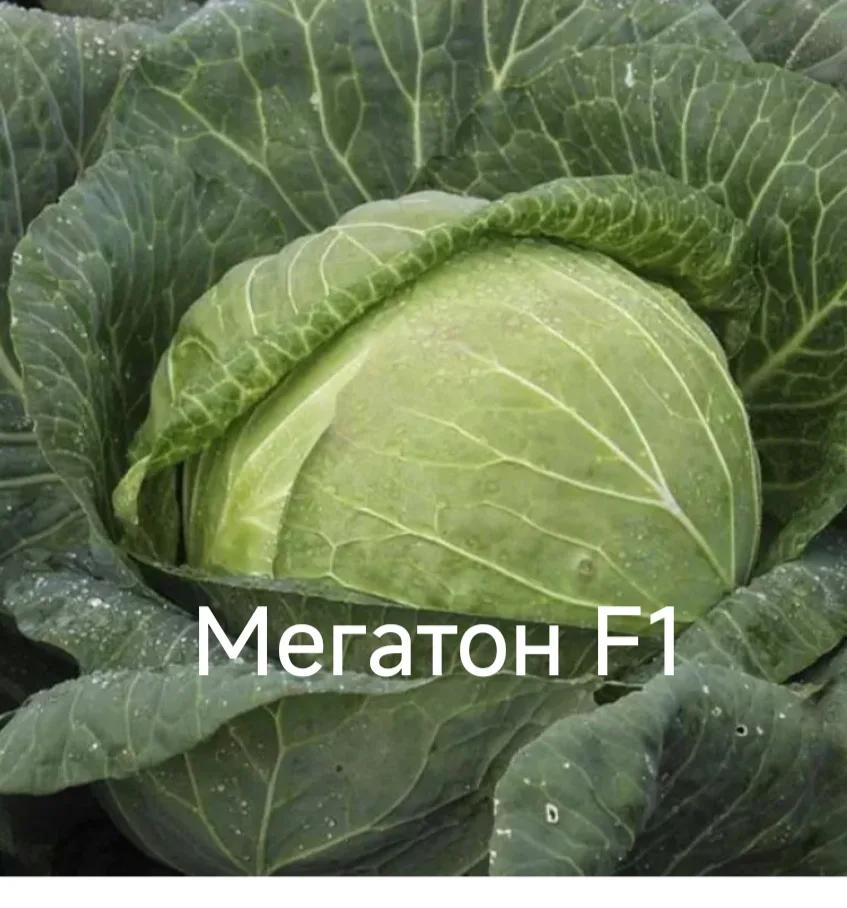 Мегатон F1