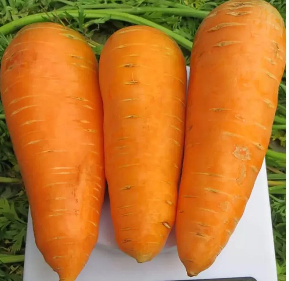 Болтекс