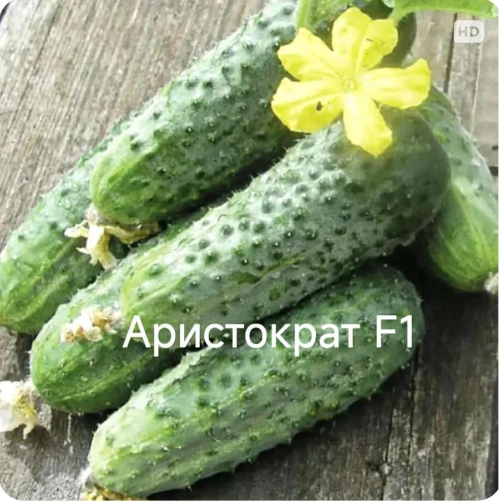 Аристократ F1