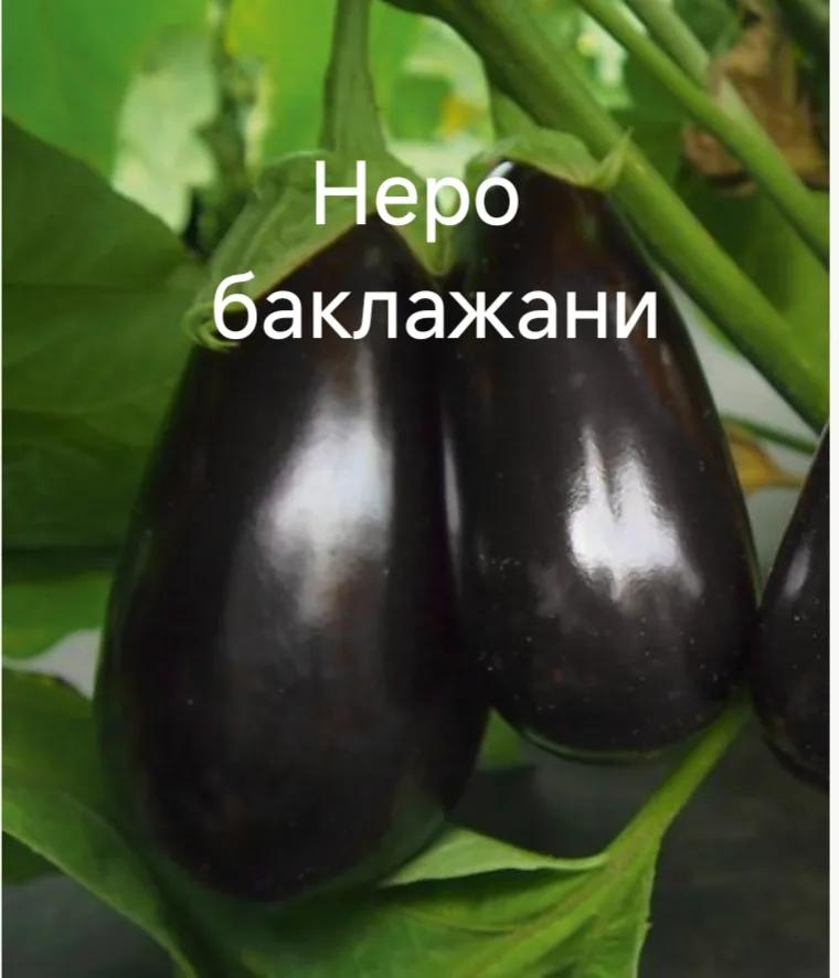Неро баклажан
