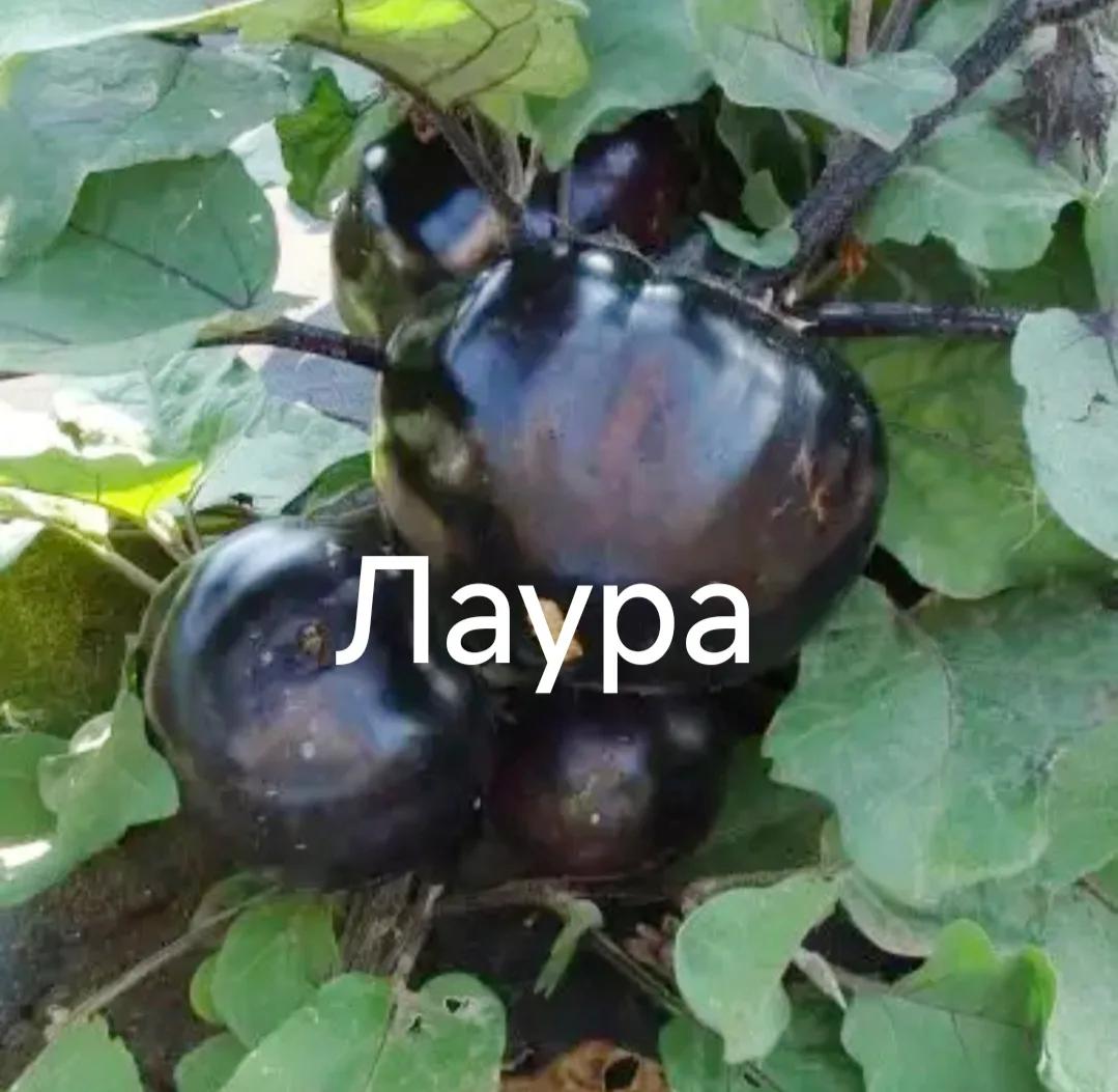 Лаура баклажани