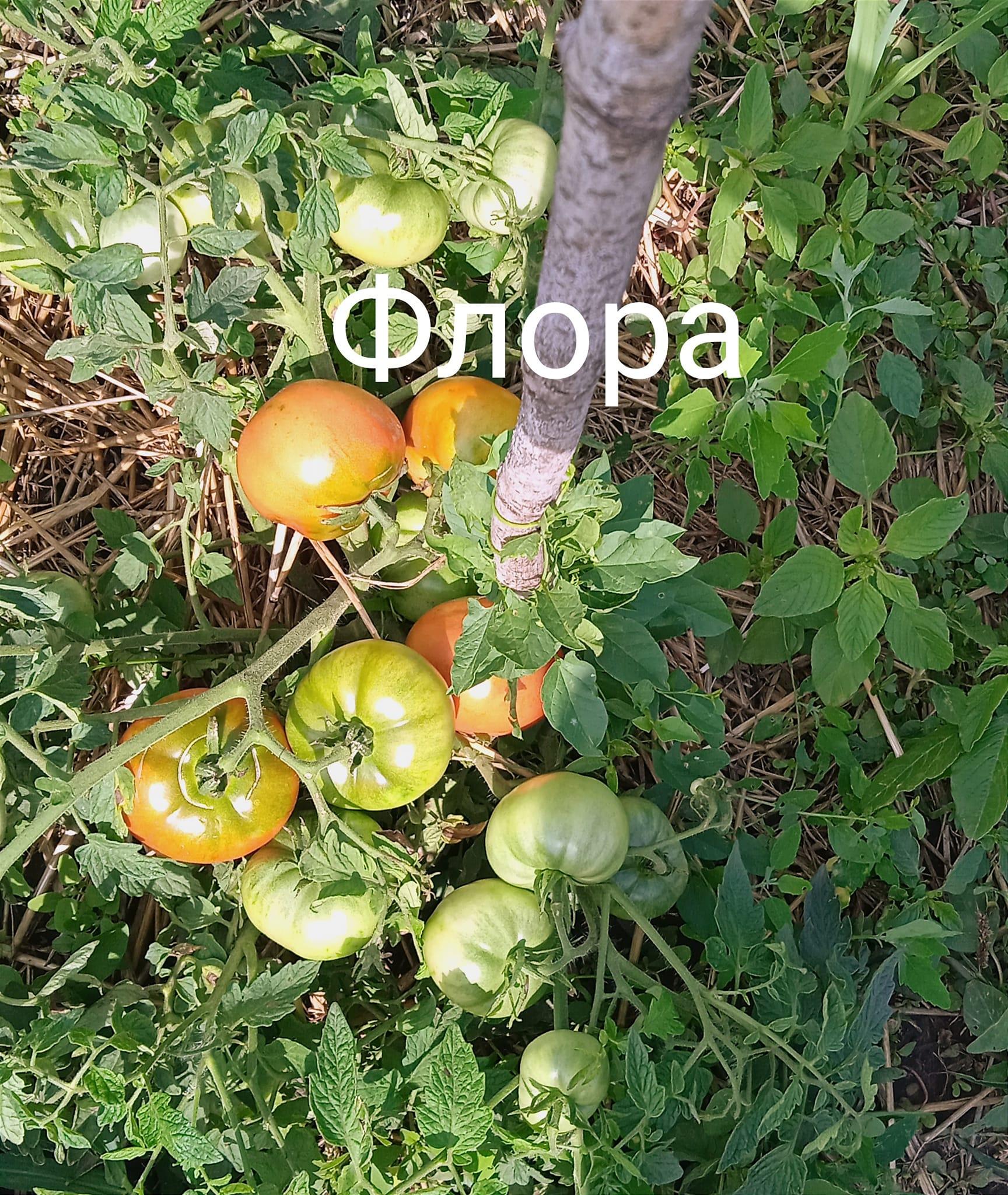 Мініатюра 2