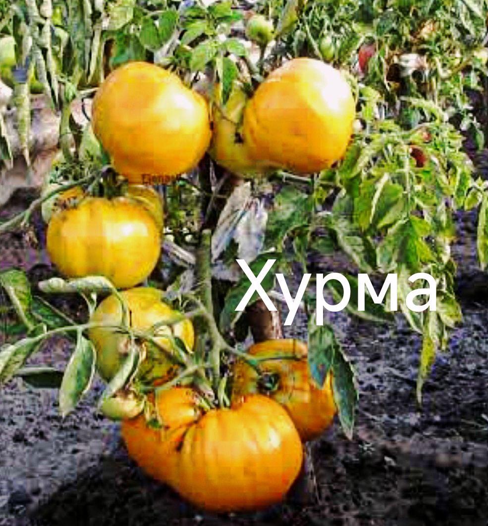 Мініатюра 2