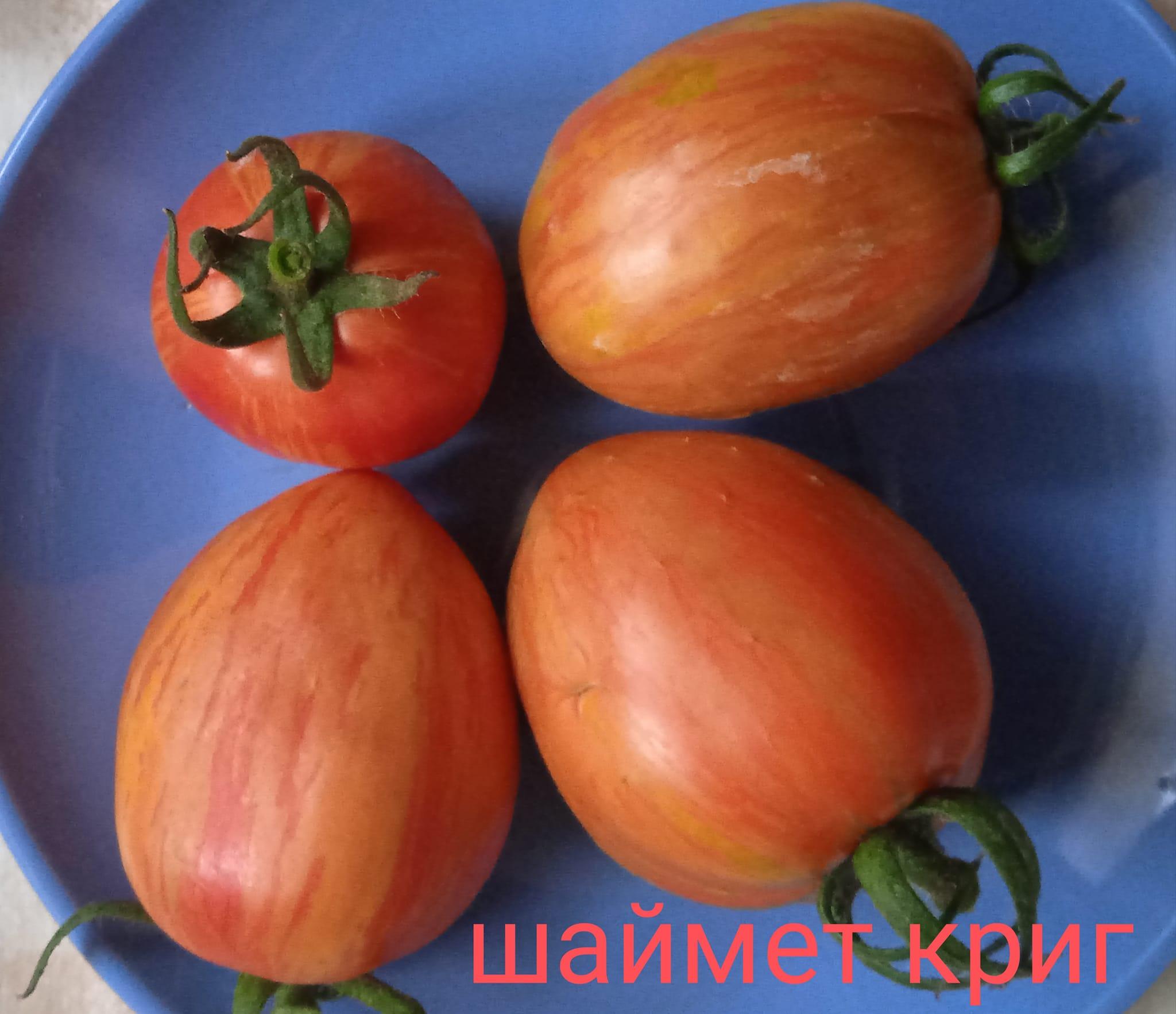 Шаймет криг